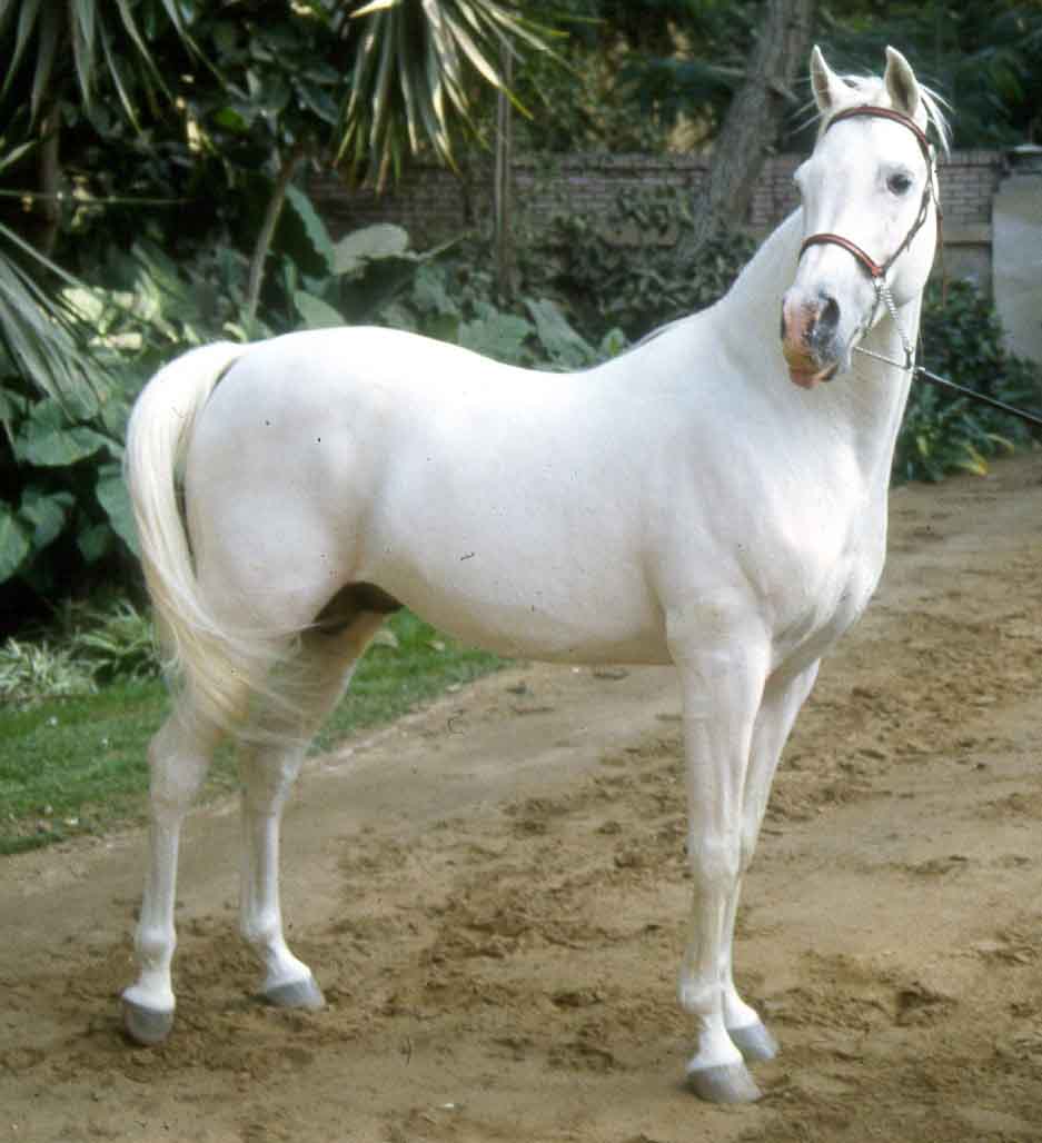 EGIPTEAN